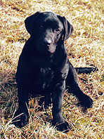 Puppy Raising
