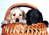 Puppy Raising