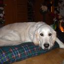 Christmas-Peta-001.jpg