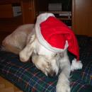 Christmas-Peta-003.jpg