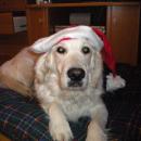 Christmas-Peta-004.jpg