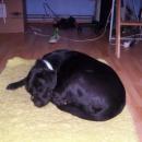 My dvě