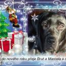 PF 2011-Brut-Marcela