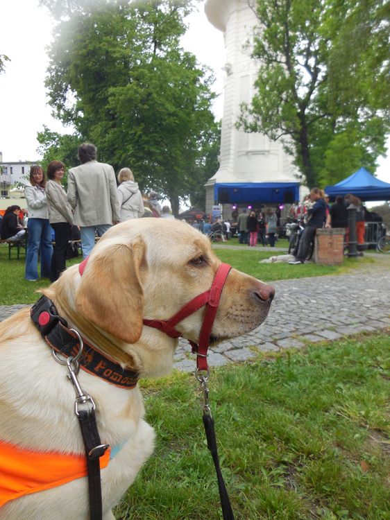 Sezóna letních festivalů