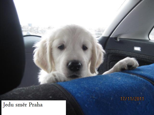 Golden  retriever Endy