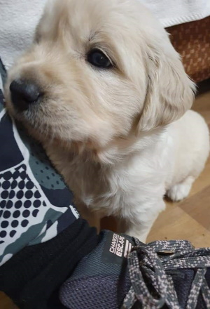 Armani