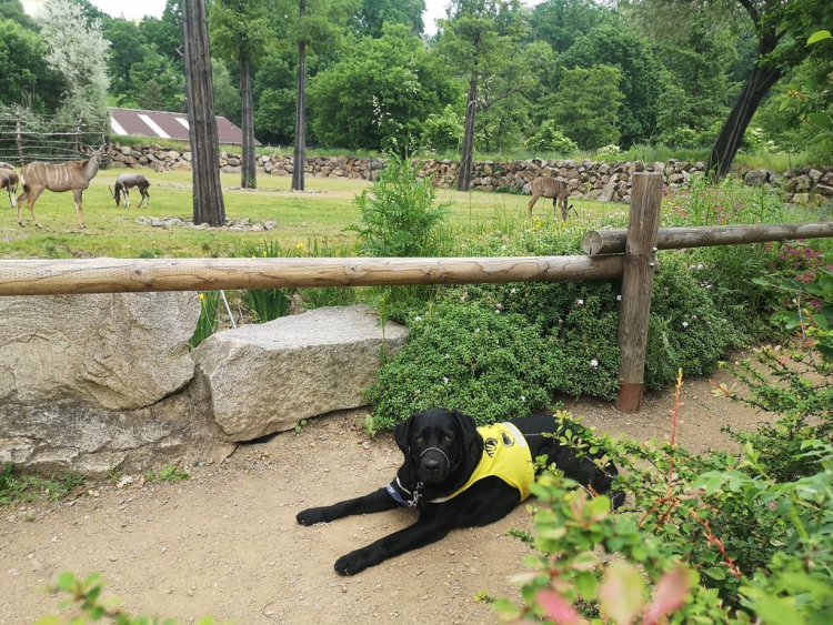 2021-06-zoo-plzen
