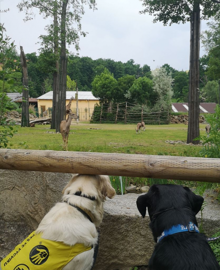 2021-06-zoo-plzen