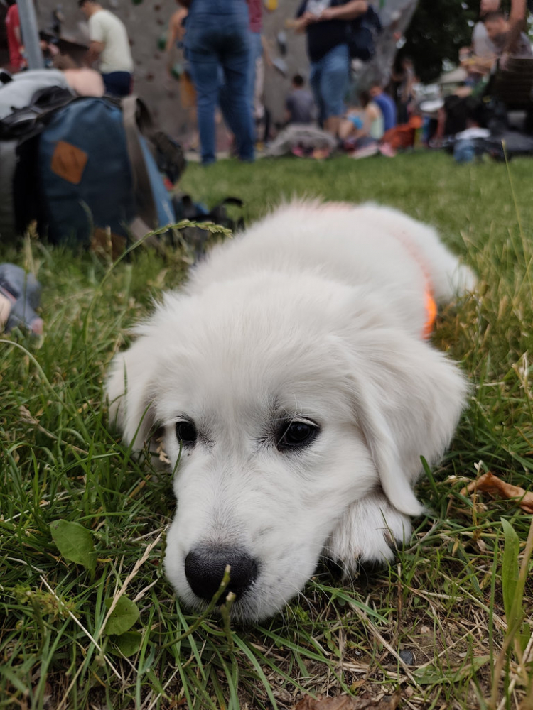25-07-oreo