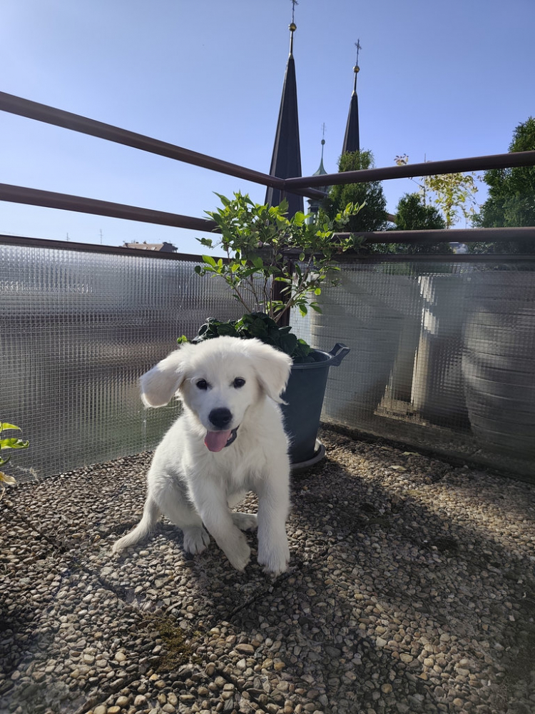 25-07-oreo