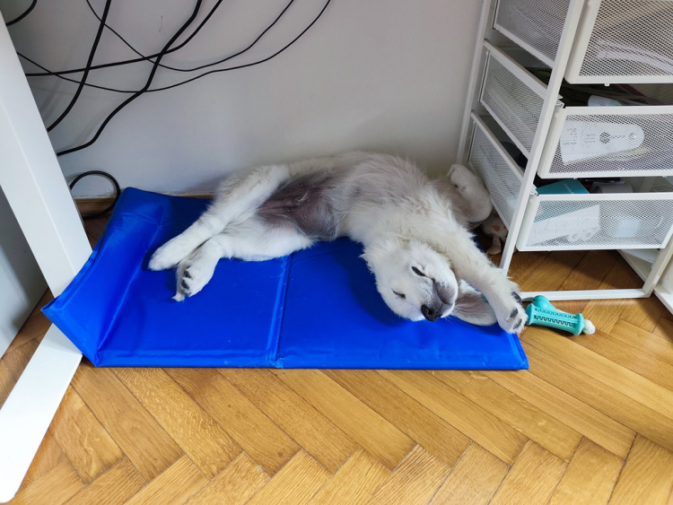 25-07-oreo