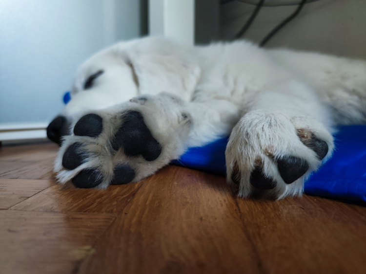 25-08-oreo