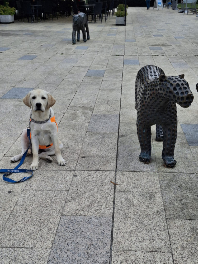 25-08-simba
