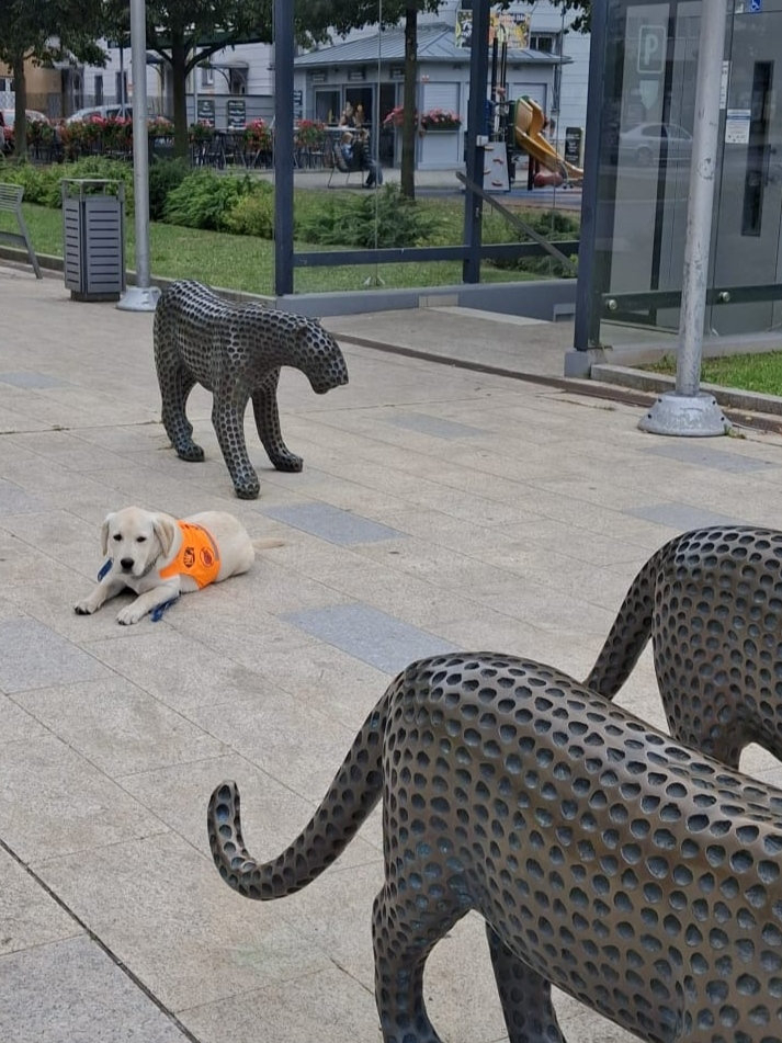 25-08-simba