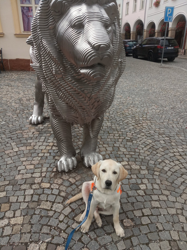 25-08-simba