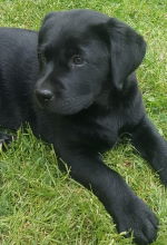 Sofie