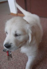 Zira
