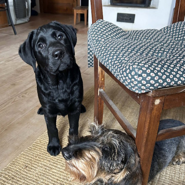 Fína ráda zvířata