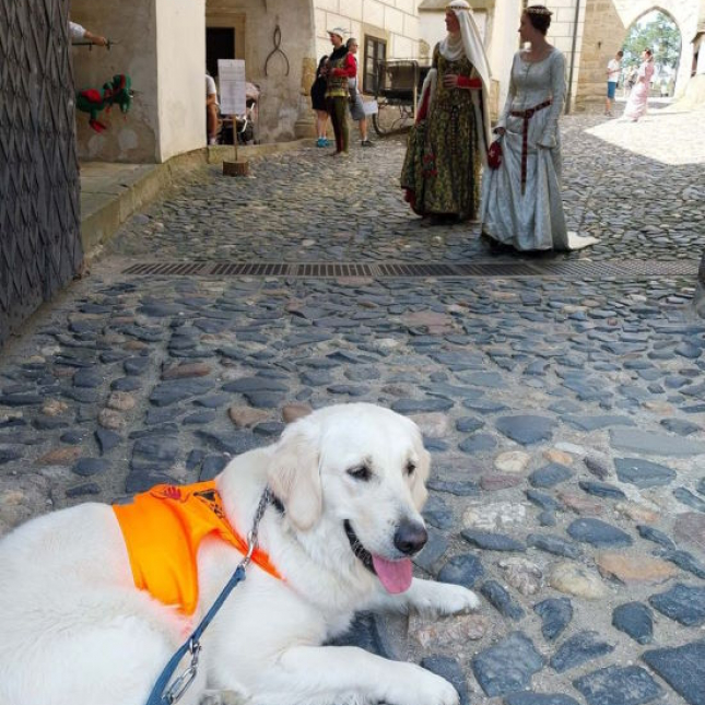 Pejsku, užij si Kost