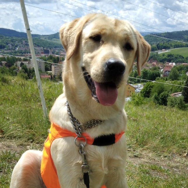 Korry zdraví z dovolené