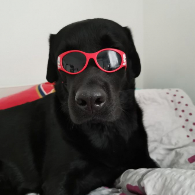 Šikulka Toby