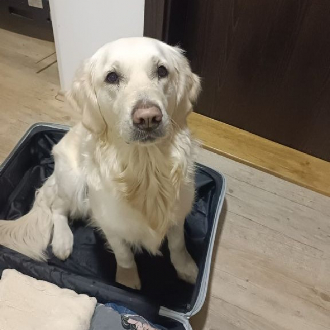 Adel si s Kristýnkou už dává canisterapii