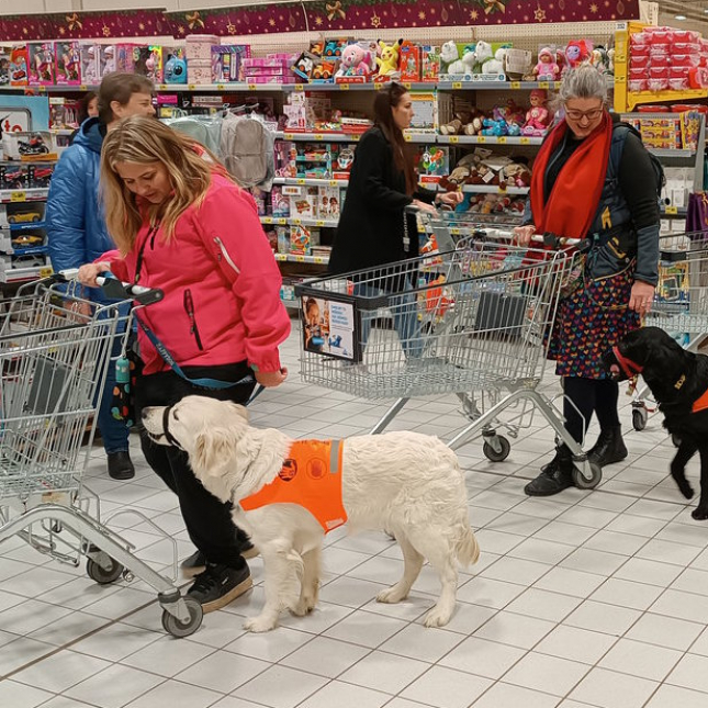 Malý procvičovací mezisraz štěňátek ve výchově