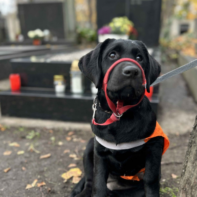 Fíniny podzimní radovánky