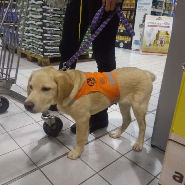 Únorová kontrola štěňat ve výchově