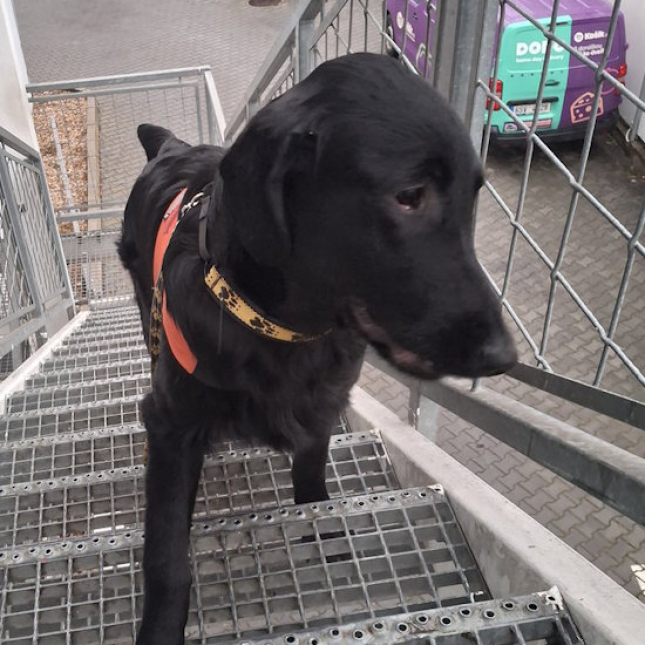 Mistr Zločinu aneb Alvin v listopadu