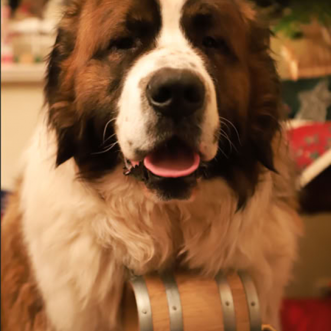 Síla canisterapie v praxi – zpětná vazba z terénu