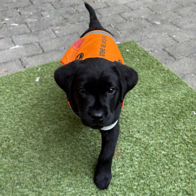 Štěně ve výchově Lola