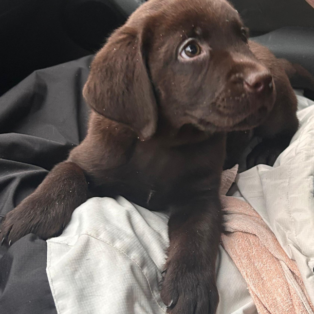 Budoucí pomocník Lindor