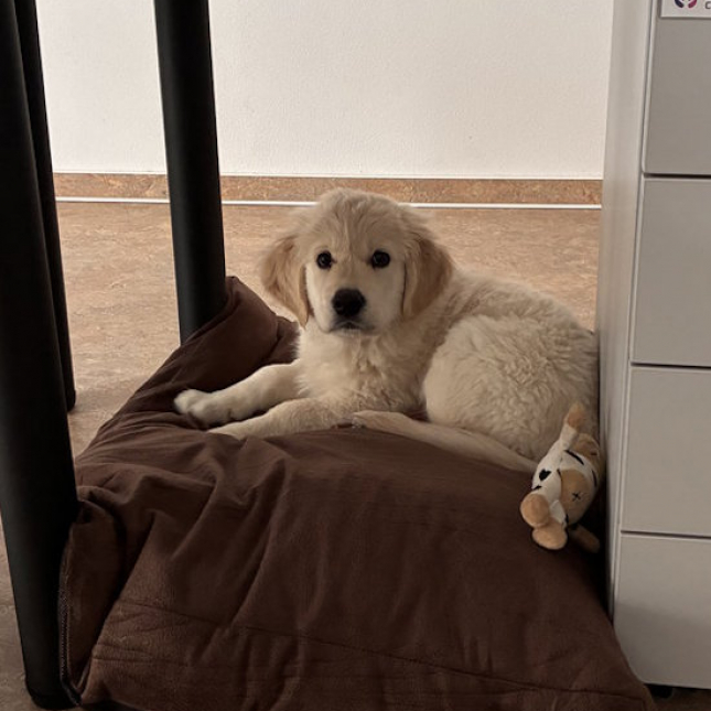 Štěně ve výchově Philip Moris