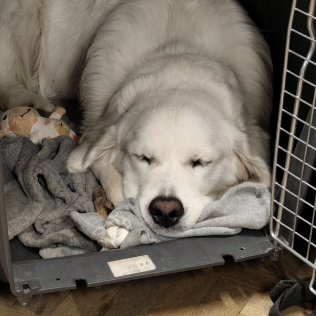 Devítiměsíční Oreo