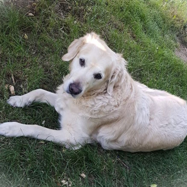 Senior Bruno