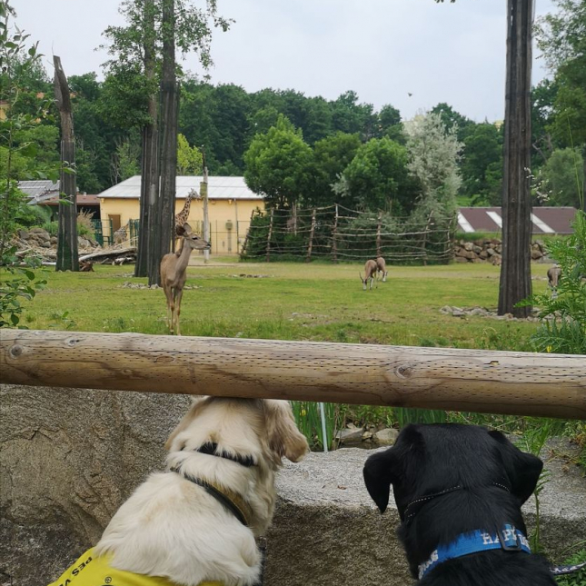 Výcvik v plzeňské ZOO