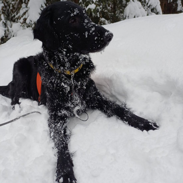 Zasněžené tlapky: Alvin v únoru