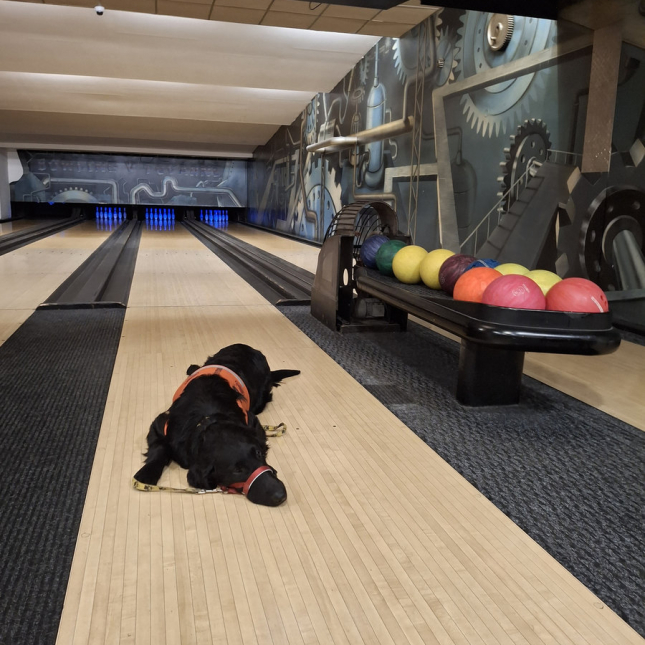 Vánoce pod psa a jak jich dosáhnout