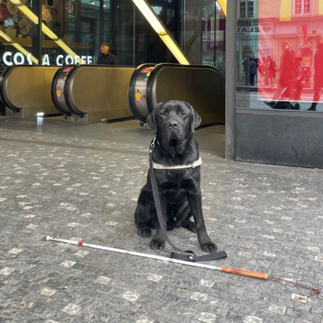 Daddy ve výcviku vodění