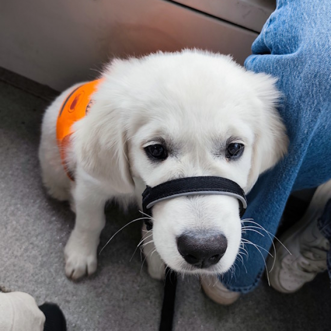 Oreo zažívá každý den nové výzvy