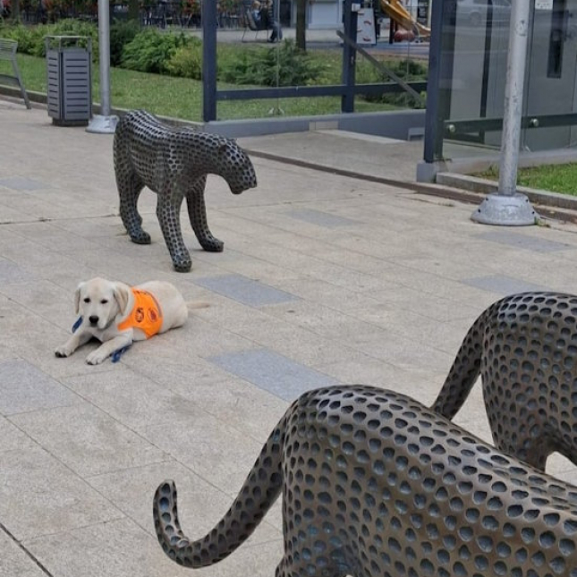 Pětiměsíční Simba